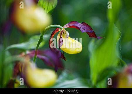 Ladyslipper, Cypripedium calceolus, Alta Baviera, Germania Foto Stock