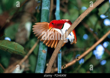 Re uccello del paradiso, maschio, visualizzazione Cicinnurus regius, West-Papua, Irian Jaya, Nuova Guinea, Indonesia Foto Stock