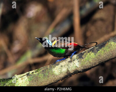 Il Wilson's uccello del paradiso maschio, Cicinnurus respublica, Batanta Isola, Papua Occidentale, Newguinea, Indonesia Foto Stock