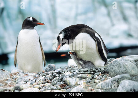 Pinguino Gentoo con pulcino, Pygoscelis papua, penisola antartica, Antartide Foto Stock