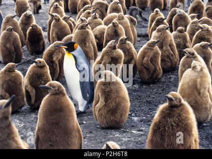 Pinguino reale con pulcini, Aptenodytes patagonicus, Georgia del Sud Antartide Foto Stock