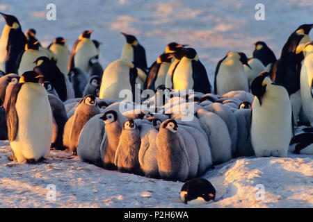Pinguino imperatore con pulcini, asilo nido, Aptenodytes forsteri, Antartide Foto Stock