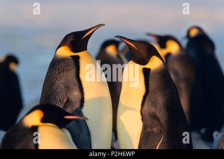 Il re dei pinguini, Aptenodytes patagonicus, St Andrews Bay, Georgia del Sud Antartide Foto Stock