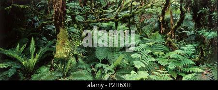 La foresta pluviale, Catlins, Catlin Forest Park, Isola del Sud, Nuova Zelanda Foto Stock