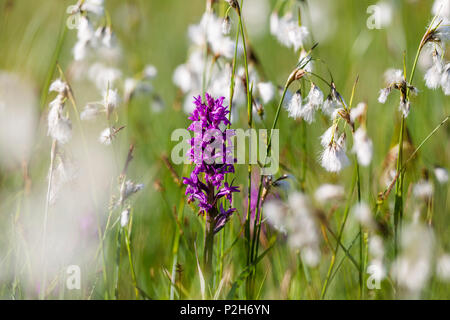 Marsh, orchidea Dactylorhiza majalis, e cotone erba, Baviera, Germania Foto Stock