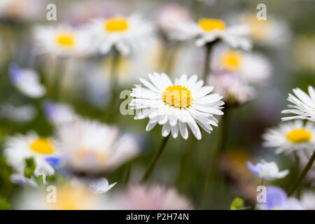 Daisy, Bellis perennis, Baviera, Germania Foto Stock