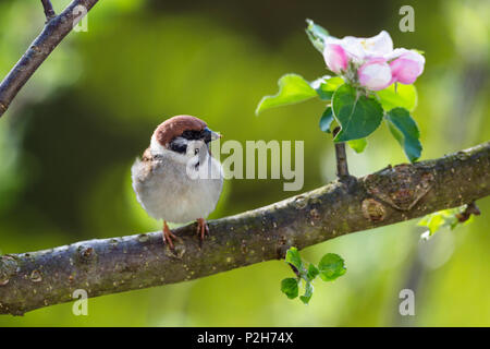 Passero di albero in albero della mela, Passer montanus, Baviera, Germania, Europa Foto Stock