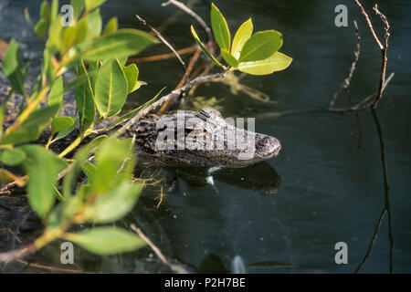 Giovani Mississippi-Alligator di mangrovie, alligatore mississippiensis, Ding Darling, Florida, Stati Uniti d'America Foto Stock