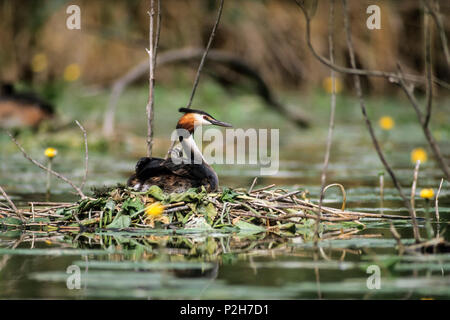 Svasso maggiore sul nido, Podiceps cristatus, Baviera, Germania, Europa Foto Stock