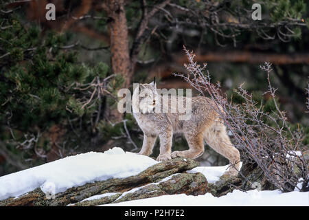 Il Lynx di Canada nella neve, Lynx canadensis, America del Nord Foto Stock