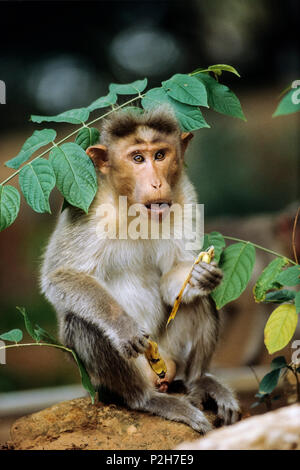 Cofano di scimmia, Macaca sinica, Sri Lanka Foto Stock