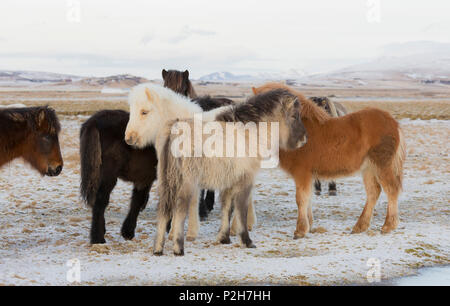 Islandese cavalli, vicino Hvollsvollur, South Island, isola Foto Stock