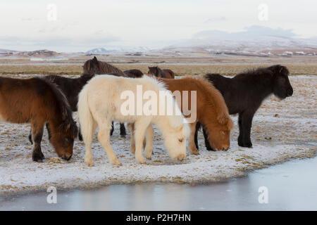 Islandese cavalli, vicino Hvollsvollur, South Island, isola Foto Stock