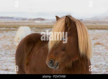 Islandese cavalli, vicino Hvollsvollur, South Island, isola Foto Stock