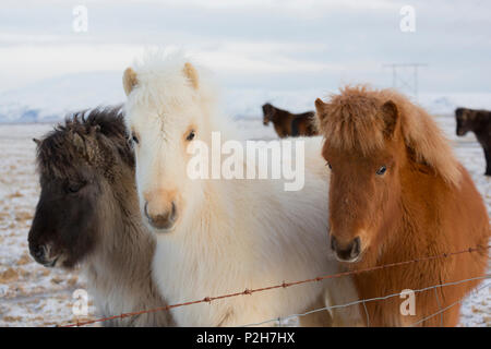 Islandese cavalli, vicino Hvollsvollur, South Island, isola Foto Stock