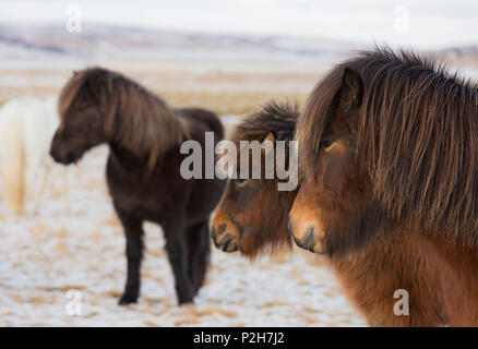 Islandese cavalli, vicino Hvollsvollur, South Island, isola Foto Stock