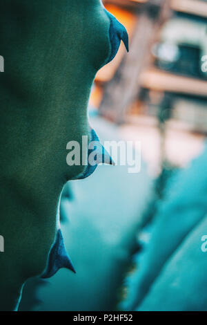 Close-up di agave azzurra ferox thorn in natura Foto Stock