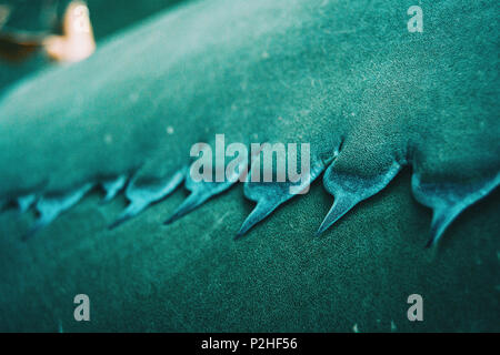 Close-up di agave azzurra ferox thorn in natura Foto Stock