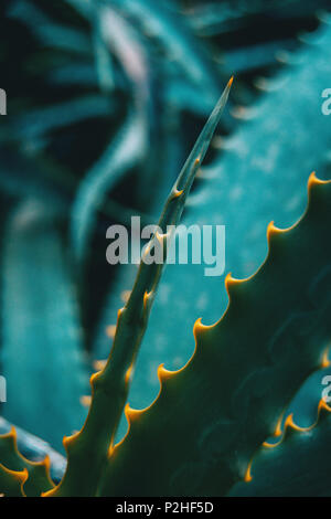 Foglia verde con spine di aloe vera in natura Foto Stock