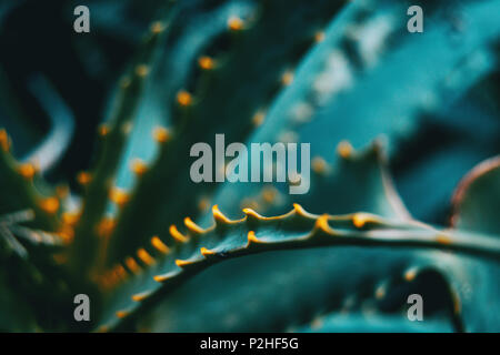 Foglia verde con spine di aloe vera in natura Foto Stock