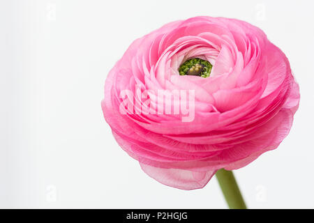 Unica rosa ranuncolo dettagliata (ranunculus) isolato su sfondo bianco Foto Stock