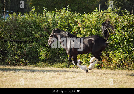 Shire progetto stallone cavallo corre galoppo sul prato in serata verso il basso Foto Stock