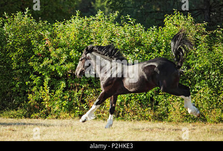 Shire progetto stallone cavallo corre galoppo sul prato in serata verso il basso Foto Stock