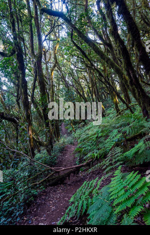 Verde e la foresta pluviale di muschio di La Gomera, isole Canarie Foto Stock