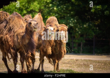 Tre cammelli Bactrian alimentare Foto Stock