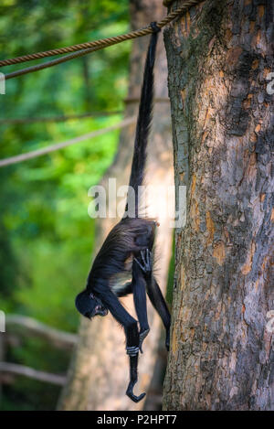 Geoffroy's Spider Monkey hangin on una corda Foto Stock