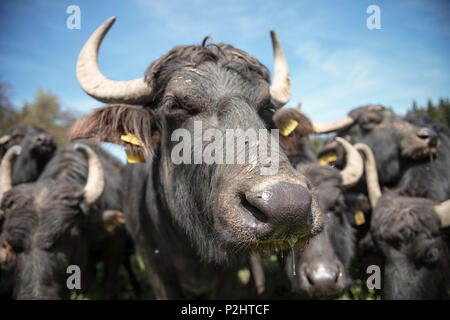 Alb buffalo su un prato, Hohenstein, Reutlingen, Svevo, Baden-Wuerttemberg, Germania Foto Stock