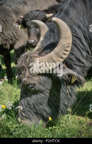 Alb buffalo su un prato, Hohenstein, Reutlingen, Svevo, Baden-Wuerttemberg, Germania Foto Stock