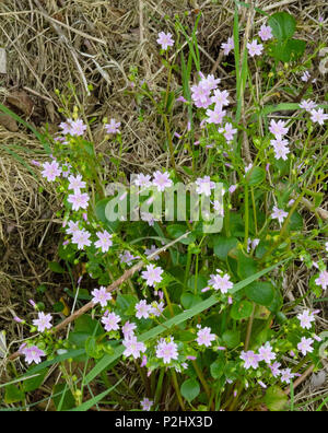 PInk purslane Montia sibirica cresce in una Dartmoor fondo hedge Devon UK Foto Stock