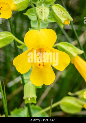 Unica fioritura del fiore di scimmia Mimulus guttatus crescente da una brughiera stream su Dartmoor Devon Regno Unito Foto Stock