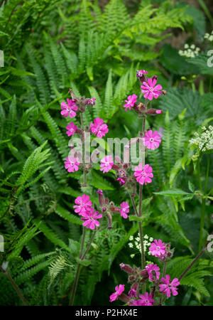 Red campion Silene dioica in una siepe di Dartmoor bank devon UK Foto Stock