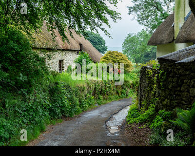 Una stretta viuzza con antico cottage con il tetto di paglia in un angolo tranquillo del villaggio Hexworthy su Dartmoor su un tipicamente bagnato estate giorno- Devon UK Foto Stock