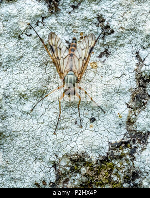 Fly Rhagio scolopacea a riposo in tipico che guarda verso il basso sulla posizione crustose lichen coperto sul granito Dartmoor Devon Regno Unito Foto Stock