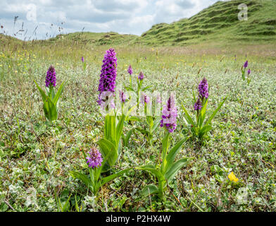 Dune pantaloni a Whiteford Burrows sulla Penisola di Gower nel South Wales UK con colonie di Southern Marsh Orchis Dactylorhiza Praetermissa Foto Stock