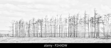 Immagine monocromatica di una linea di alberi morti sulla Penisola di Gower uccisi quando la parete del mare è stato violato e la zona restituita a Salt Marsh - Wales UK Foto Stock