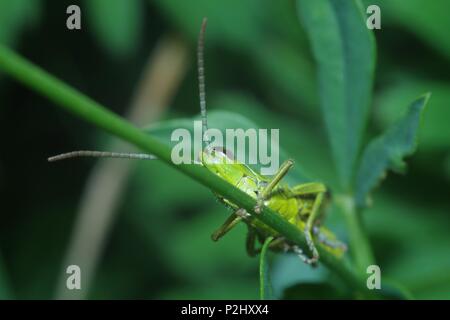 Interessante grasshopper macro Foto Stock