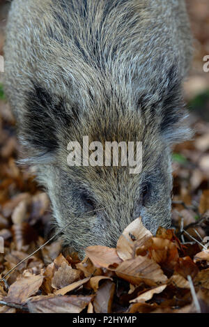 Giovani cinghiali ritratto di testa, autunno (Sus scrofa) Foto Stock