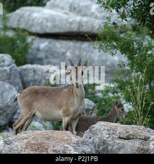 Camoscio cantabrico, Rupicapra pyrenaica parva, sulle rocce al Torcal de Antequera, provincia di Malaga, Andalusia, Spagna Foto Stock