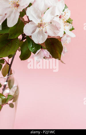 Close-up parte di wet ramoscello di rosa mela albero in piedi in vaso di vetro su un colore rosa pallido sfondo. Foto Stock