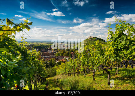 Rovine di castelli e vigneti, Staufen im Breisgau, Foresta Nera, Baden-Wuerttemberg, Germania Foto Stock