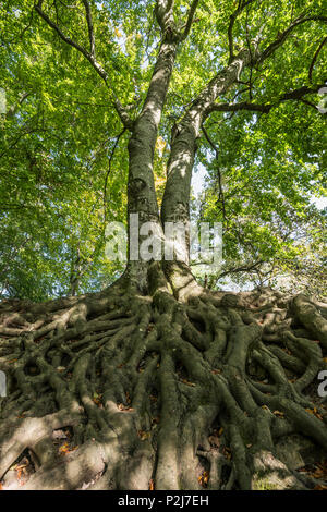 Vecchio faggi, Roetteln Castello, Loerrach, Foresta Nera, Baden-Wuerttemberg, Germania Foto Stock