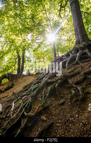 Vecchio faggi, Roetteln Castello, Loerrach, Foresta Nera, Baden-Wuerttemberg, Germania Foto Stock