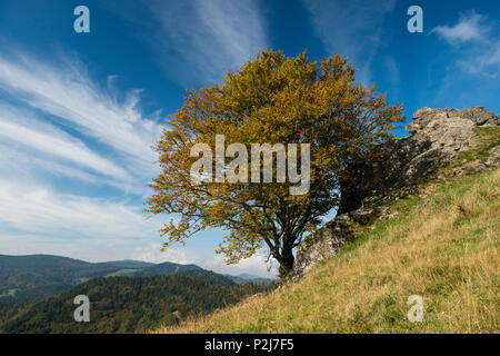 Kleines Wiesental, vicino Neuenweg, Foresta Nera, Baden-Wuerttemberg, Germania Foto Stock