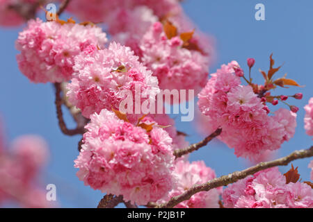 Fiore di Ciliegio, ciliegia giapponese, Lat. Prunus serrulata, in primavera, Monaco di Baviera, Baviera, Baviera, Germania, Europa Foto Stock