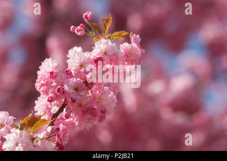 Fiore di Ciliegio, ciliegia giapponese, Lat. Prunus serrulata, in primavera, Monaco di Baviera, Baviera, Baviera, Germania, Europa Foto Stock