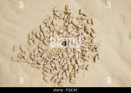 Foro di Granchi fantasma rendendo le sfere di sabbia sulla spiaggia. Foto Stock